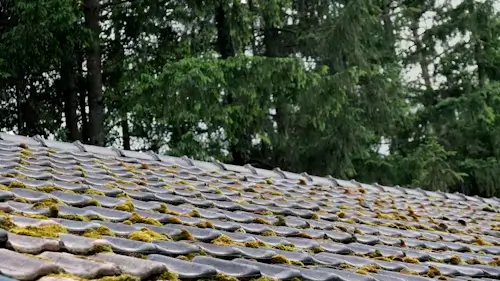 Thick green moss growing on asphalt shingles of a residential home in Boise, Idaho.