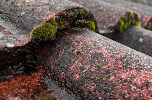 Close-up of damaged roof shingles caused by moss moisture retention in Boise.
