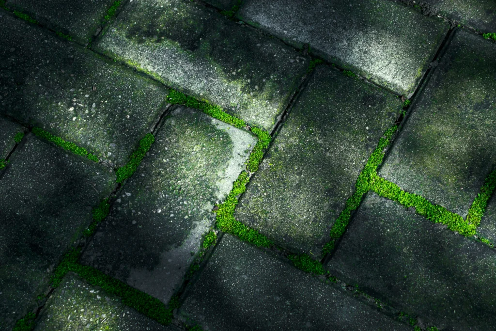 Clearing gutter clogs and professional roof moss removal Lochsa Falls for residential properties.